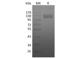 Recombinant Human CSF1R/CD115 Protein (Fc Tag)