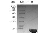 Recombinant Human MIF Protein