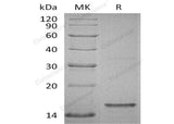 Recombinant Human Tau-D Protein (His Tag)