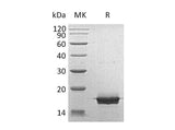 Recombinant Human MOG Protein (E.coli, His Tag)