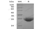 Recombinant Human MOG Protein (Human Cells, His Tag)