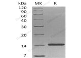 Recombinant Human Neurotrophin-3/NTF3 Protein (Active)