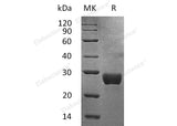 Recombinant Human NKG2DL/ULBP-1 Protein (His Tag)