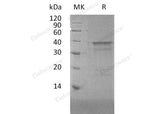 Recombinant Human NFYA Protein