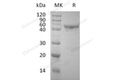 Recombinant Human OX40/TNFRSF4 Protein (Fc Tag) 