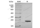 Recombinant Human Parvulin-14/PIN4 Protein (His Tag)