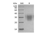 Recombinant Human PD-1/PDCD1 Protein (C93S Mutant, His Tag) 