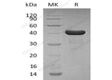 Recombinant Human Cyclophilin D/PPID Protein (His Tag)