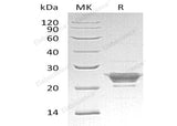 Recombinant Human Peroxiredoxin-3/PRDX3 Protein