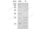 Recombinant Human PHLDA2/BWR1C Protein (His Tag)