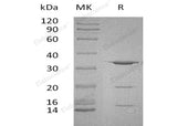 Recombinant Human PITPNA Protein (His Tag)