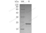 Recombinant Human PFDN2 Protein (His Tag)