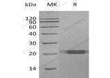 Recombinant Human FAM3C Protein (His Tag)