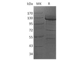 Recombinant Human Protocadherin-10/PCDH10 Protein (Fc Tag)