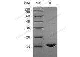 Recombinant Human RBP5 Protein