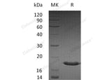 Recombinant Human SUMO3/SMT3A Protein