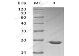 Recombinant Human SUMO3/SMT3A Protein (aa 1-103, His Tag)