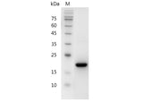 Recombinant Human SCF/c-Kit Ligand Protein (Active)