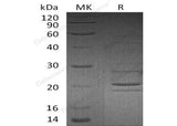 Recombinant Human Syntaxin-8/STX8 Protein