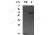 Recombinant Human TDGF1 Protein (Fc Tag)(Active)