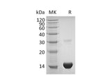 Recombinant Human Thioredoxin/TXN Protein (His Tag)(Active)
