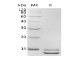 Recombinant Human TGFB3 Protein (Active)