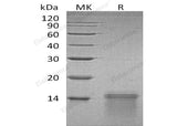 Recombinant Human UCMA Protein