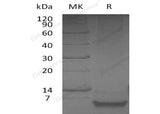 Recombinant Human β-Defensin 1/DEFB1 Protein