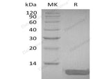 Recombinant Human DEFB104A Protein