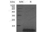 Recombinant Human β-Defensin 4A/DEFB4A Protein