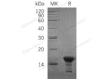 Recombinant Human γ-Synuclein/SNCG Protein