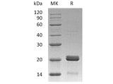 Recombinant Human BID Protein