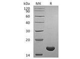 Recombinant Human Cyclophilin A Protein