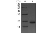 Recombinant Human Interleukin-4/IL-4 Protein (Active) Purity >95%