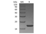 Recombinant Human IL-1A/IL-1α Protein