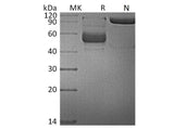 Recombinant Human TNFSF14/LIGHT Protein (mFc Tag)