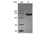 Recombinant Human CD4/LEU3 Protein (Fc Tag)