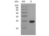 Recombinant Human Sonic Hedgehog/SHH Protein (C24II)(Active)