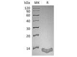 Recombinant Human S100A16/S100F Protein