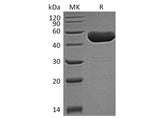 Recombinant Human FAM172A Protein (His Tag?)