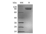 Recombinant Human CD155/PVR/NECL5 Protein (mFc Tag)