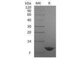 Recombinant Human Nucleobindin-2/NUCB2 Protein