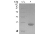 Recombinant Human IFN-λ3/IL-28B Protein