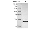 Recombinant Human IL-1RA/IL1RN Protein