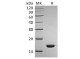 Recombinant Human IFNα2b/IFNA2 Protein