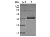 Recombinant Human IgG4-Fc Protein (aa 104-327, Leu325Pro)