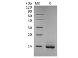 Recombinant Human HMGB1 Protein