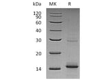 Recombinant Human GDF5/BMP-14 Protein