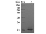 Recombinant Human GM-CSF/CSF2 Protein (E.coli)(Active)