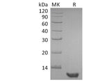 Recombinant Human EGF Protein (Active) Expression Host E.coli